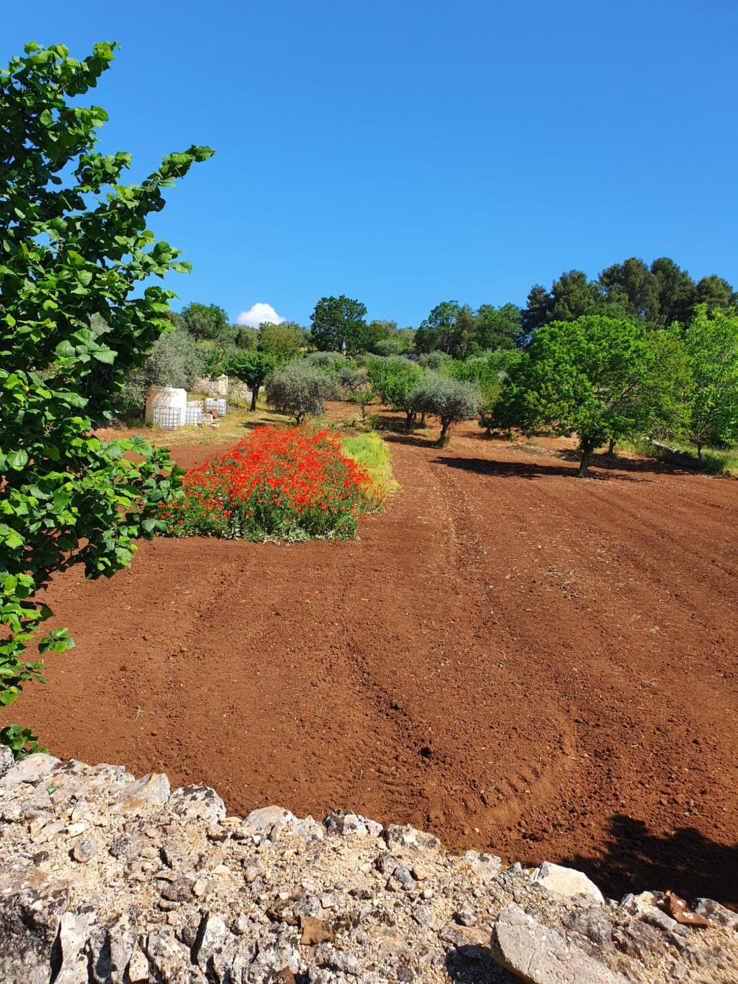 Trullo Vacanze Di Cumma Rosa Alberobello Eksteriør billede